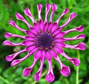 Purple African Daisy
