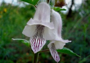 Wild Fox Glove