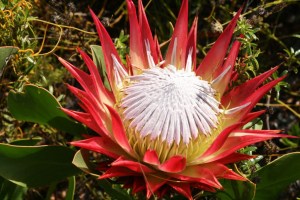 Protea (South African National Flower)