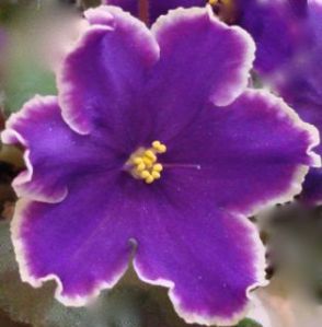 African Violet